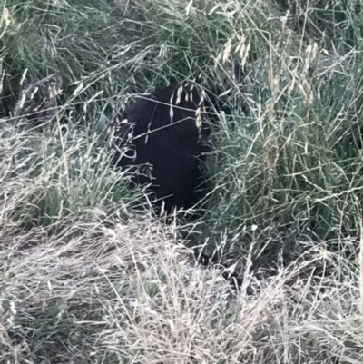 Wallabia bicolor (Swamp Wallaby) at Phillip Island Nature Park - 16 Dec 2021 by Tapirlord