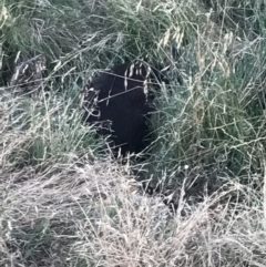 Unidentified Kangaroo / Wallaby (TBC) at Summerlands, VIC - 16 Dec 2021 by Tapirlord