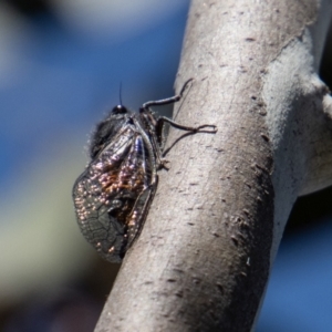 Yoyetta subalpina at Cotter River, ACT - 17 Dec 2021 12:37 PM