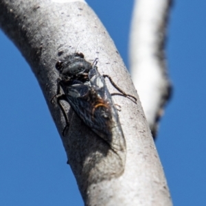 Yoyetta subalpina at Cotter River, ACT - 17 Dec 2021 12:37 PM