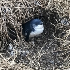 Eudyptula minor (Little Penguin) at Summerlands, VIC - 16 Dec 2021 by Tapirlord