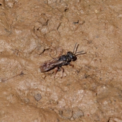 Unidentified Bee (Hymenoptera, Apiformes) (TBC) at Mulligans Flat - 29 Dec 2021 by DPRees125
