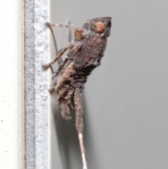 Unidentified Leafhopper or planthopper (Hemiptera, several families) at Wellington Point, QLD - 13 Jul 2020 by TimL