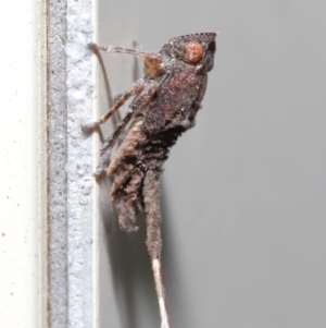 Platybrachys sp. (genus) at Wellington Point, QLD - suppressed
