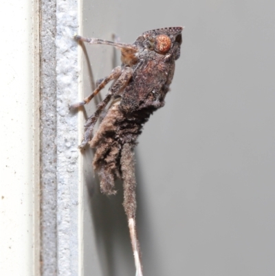 Platybrachys sp. (genus) (A gum hopper) at Wellington Point, QLD - 13 Jul 2020 by TimL