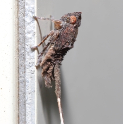 Unidentified Leafhopper or planthopper (Hemiptera, several families) at Wellington Point, QLD - 13 Jul 2020 by TimL