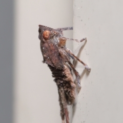 Platybrachys sp. (genus) at Wellington Point, QLD - suppressed