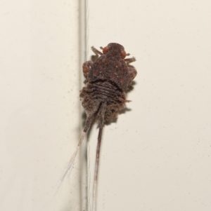 Platybrachys sp. (genus) at Wellington Point, QLD - suppressed