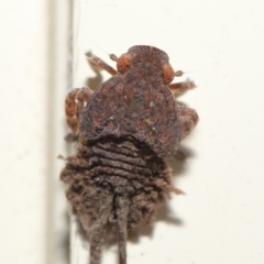 Platybrachys sp. (genus) at Wellington Point, QLD - suppressed