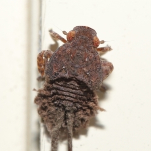 Platybrachys sp. (genus) at Wellington Point, QLD - suppressed