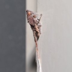 Platybrachys sp. (genus) at Wellington Point, QLD - suppressed