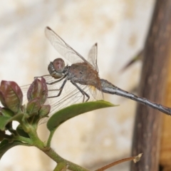 Unidentified Dragonfly (Anisoptera) (TBC) at Wellington Point, QLD - 13 Jul 2020 by TimL