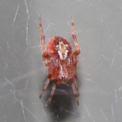 Unverified Spider (Araneae) by TimL