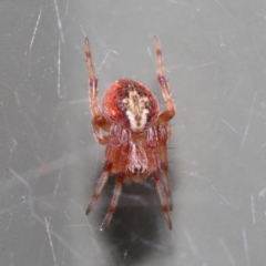 Unidentified Spider (Araneae) (TBC) at Wellington Point, QLD - 13 Jul 2020 by TimL