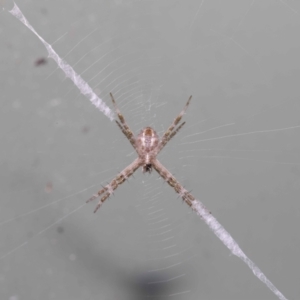 Argiope sp. (genus) at Wellington Point, QLD - suppressed