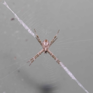 Unidentified Spider (Araneae) (TBC) at suppressed by TimL