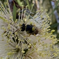 Hylaeus (Euprosopis) elegans (Harlequin Bee) at Murrumbateman, NSW - 30 Dec 2021 by SimoneC