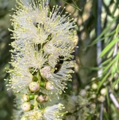 Hylaeus (Euprosopis) elegans at Murrumbateman, NSW - 30 Dec 2021