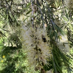 Hylaeus (Euprosopis) elegans at Murrumbateman, NSW - 30 Dec 2021