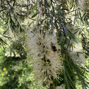 Hylaeus (Euprosopis) elegans at Murrumbateman, NSW - 30 Dec 2021