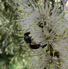 Hylaeus (Euprosopis) elegans at Murrumbateman, NSW - 30 Dec 2021