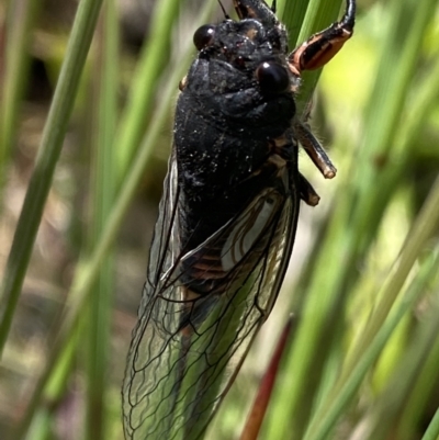 Yoyetta subalpina (Subalpine Firetail Cicada) at Cotter River, ACT - 28 Dec 2021 by Ned_Johnston