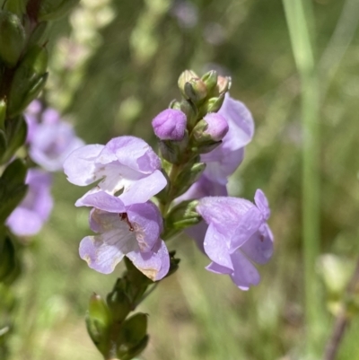 Euphrasia collina subsp. paludosa at Cotter River, ACT - 28 Dec 2021 by NedJohnston