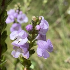 Euphrasia collina subsp. paludosa at Cotter River, ACT - 28 Dec 2021