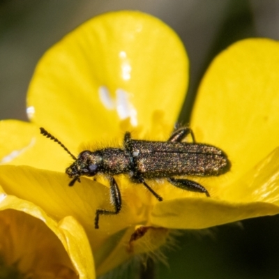 Eleale aspera (Clerid beetle) at Cotter River, ACT - 17 Dec 2021 by SWishart