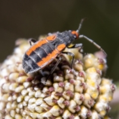 Melanerythrus mutilatus (A seed eating bug) at Namadgi National Park - 17 Dec 2021 by SWishart