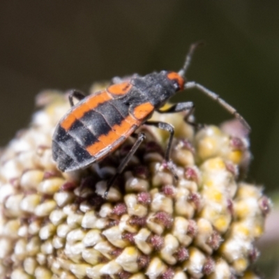 Melanerythrus mutilatus (A seed eating bug) at Namadgi National Park - 17 Dec 2021 by SWishart