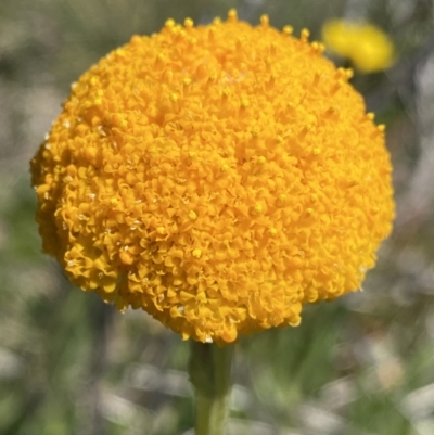 Craspedia aurantia var. aurantia (Orange Billy Buttons) at Namadgi National Park - 28 Dec 2021 by NedJohnston