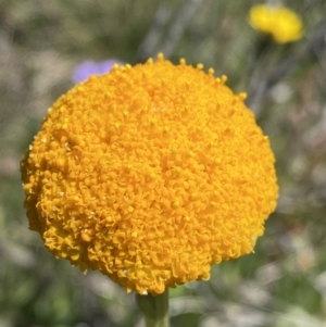 Craspedia aurantia var. aurantia at Cotter River, ACT - suppressed