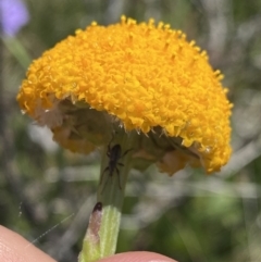 Craspedia aurantia var. aurantia at Cotter River, ACT - 28 Dec 2021