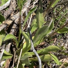 Craspedia aurantia var. aurantia at Cotter River, ACT - suppressed