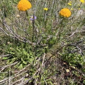 Craspedia aurantia var. aurantia at Cotter River, ACT - suppressed