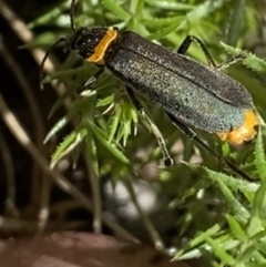 Chauliognathus lugubris (Plague Soldier Beetle) at Cotter River, ACT - 30 Dec 2021 by Ned_Johnston