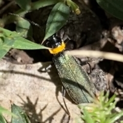 Chauliognathus lugubris at Cotter River, ACT - 30 Dec 2021