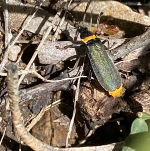 Chauliognathus lugubris at Cotter River, ACT - 30 Dec 2021 05:37 PM