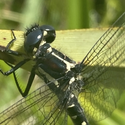 Eusynthemis guttata (Southern Tigertail) at Cotter River, ACT - 28 Dec 2021 by NedJohnston