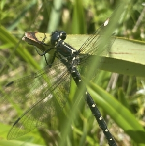 Eusynthemis guttata at Cotter River, ACT - 28 Dec 2021 11:04 AM