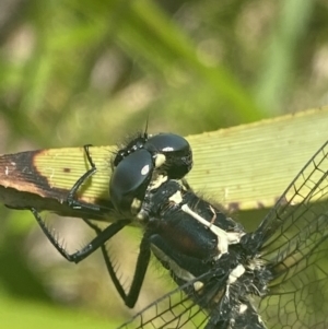 Eusynthemis guttata at Cotter River, ACT - 28 Dec 2021 11:04 AM