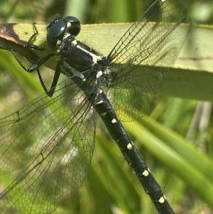 Eusynthemis guttata at Cotter River, ACT - 28 Dec 2021 11:04 AM