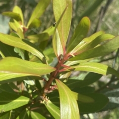 Tasmannia xerophila subsp. xerophila (Alpine Pepperbush) at Cotter River, ACT - 28 Dec 2021 by Ned_Johnston