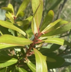 Tasmannia xerophila subsp. xerophila (alpine pepperbush) at Cotter River, ACT - 28 Dec 2021 by Ned_Johnston