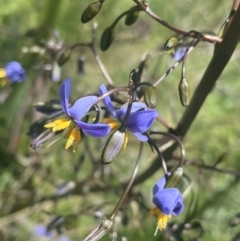 Dianella tasmanica (Tasman Flax Lily) at Cotter River, ACT - 28 Dec 2021 by Ned_Johnston