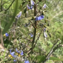 Dianella tasmanica at Cotter River, ACT - 28 Dec 2021 11:44 AM