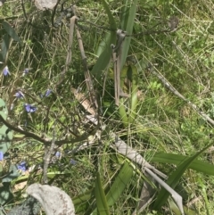 Dianella tasmanica at Cotter River, ACT - 28 Dec 2021 11:44 AM