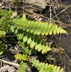 Blechnum penna-marina (Alpine Water Fern) at Cotter River, ACT - 28 Dec 2021 by Ned_Johnston