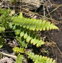 Blechnum penna-marina (Alpine Water Fern) at Namadgi National Park - 28 Dec 2021 by Ned_Johnston